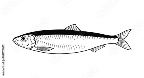 Photography A detailed herring fish illustration in black and white presented as a clean sil