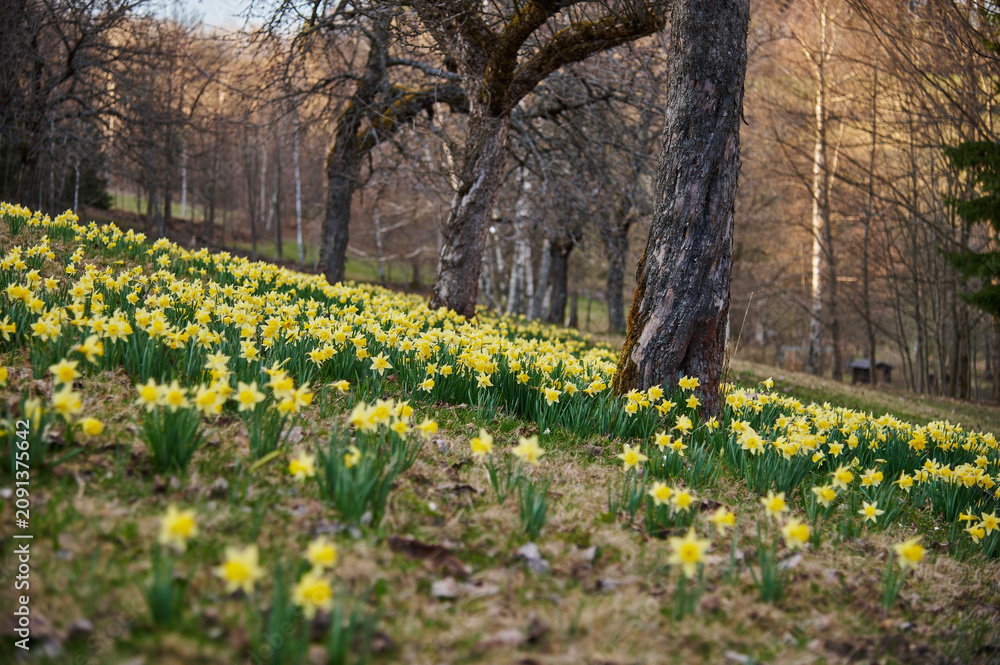 Obraz premium Yellow daffodils on wooded hillside in Krkonose in spring