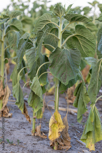 Schilderij op canvas A close-up of a young sunflower with severe water stress