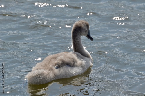 Obraz na plátně Fluffy cygnet swimming on sparkling water
