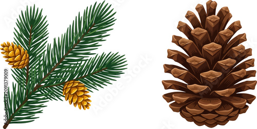 Bild auf Leinwand Pine branch with cones and a separate pine cone isolated on white background