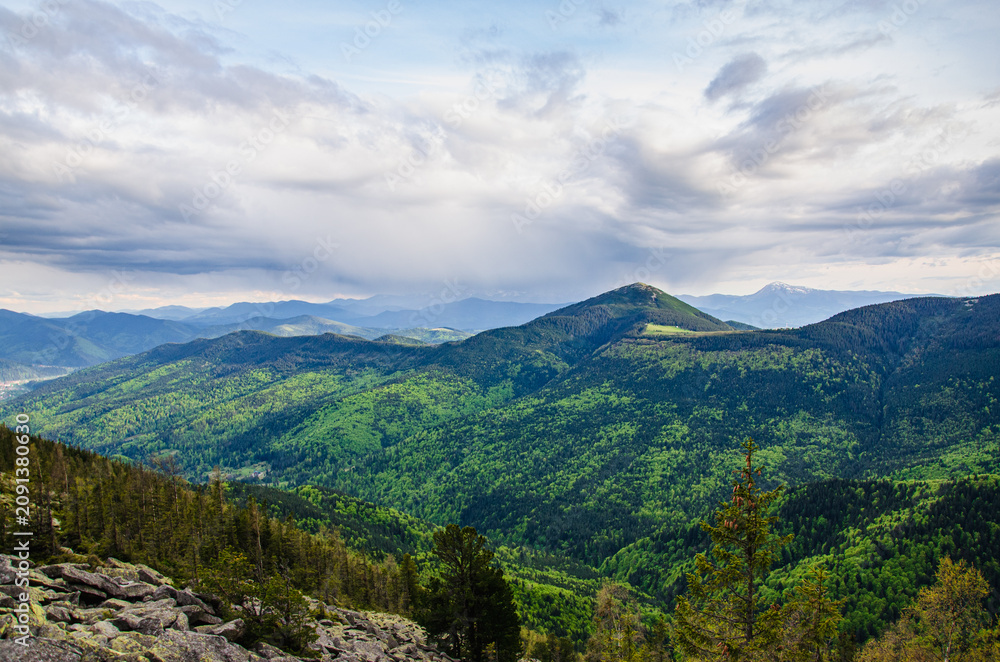 Obraz premium Beautiful mountain peak in clouds with evergreen fir trees foreground. Mount Khomiak peak with pine forest in Carpathian mountains Ukraine.