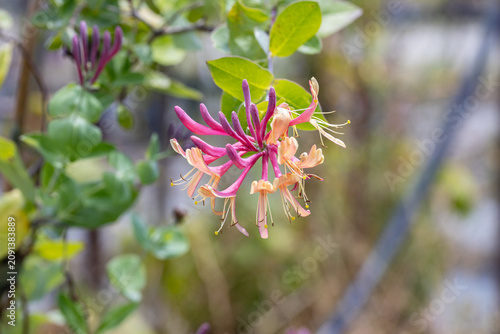 Blooming honeysuckle (Lonicera) flowers on a garden vine with pink and creamy yellow petals, green leaves and soft bokeh background.