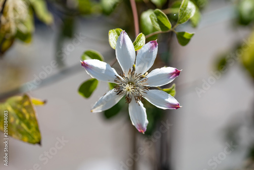 Blooming Clematis Henryi flower with white petals and pink-tinted tips, photographed in close-up with selective focus and soft natural background.