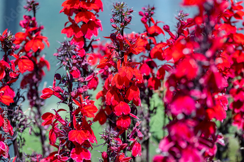 Bright red Lobelia x speciosa ‘Fan Scarlet’ flowers blooming in a garden with selective focus and soft bokeh background.