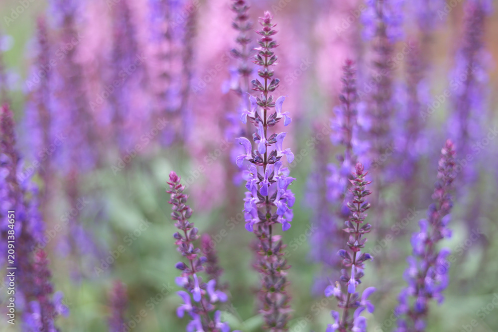 Obraz premium Close up of blooming salvia flowers on a meadow with soft bokeh background, summer season, wild herbal plants and nature beauty concept