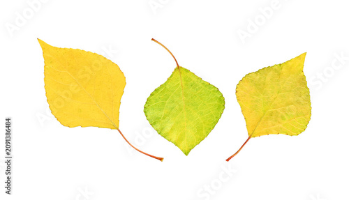Canvastavla Collection of autumn leaves isolated on white background