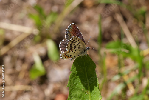 Scolitantides orion the chequered blue blue butterfly sitting in the grass