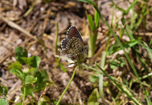 Scolitantides orion the chequered blue blue butterfly sitting in the grass