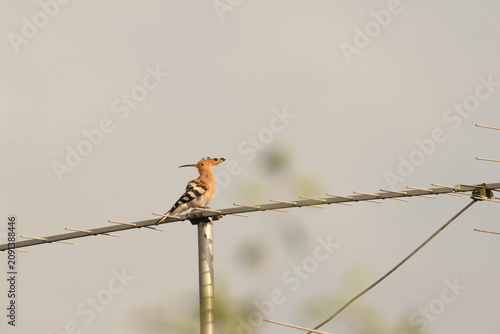 The Eurasian hoopoe or common hoopoe (Upupa epops) bird