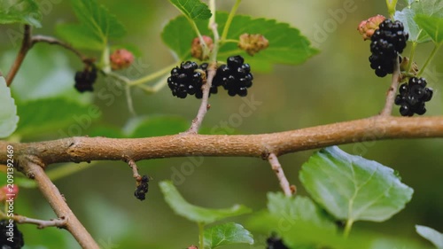 Ripe and unripe black mulberries hanging on branch with green leaves in summer garden