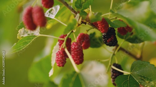 Ripe and unripe black mulberries hanging on branch with green leaves in summer garden