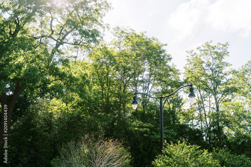 Fototapeta premium Sunlit trees and street lamp in Paletta Lakefront Park