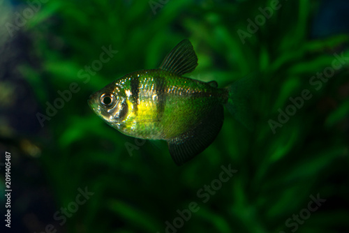 Aquarium  fish-ternetzi swim. One fish is green with black stripes. The Latin name Gymnocorymbus terne.
