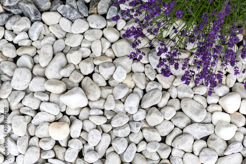 Photography White Garden Pebbles With Purple Lavender Blossoms