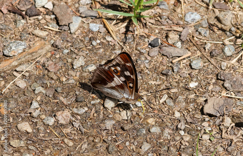 Apatura iris, the purple emperor butterfly sitting on the soil with closed wings