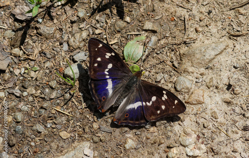 Apatura iris, the purple emperor butterfly sitting on the soil with closed wings