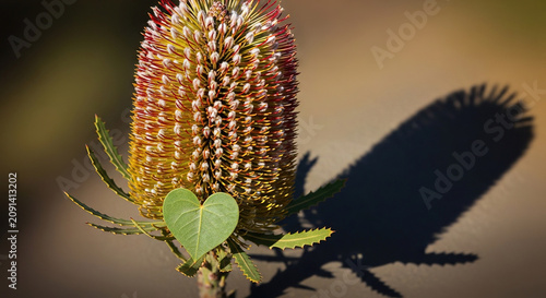 Close-up of a vibrant bush plant with spiky inflorescence and green leaves