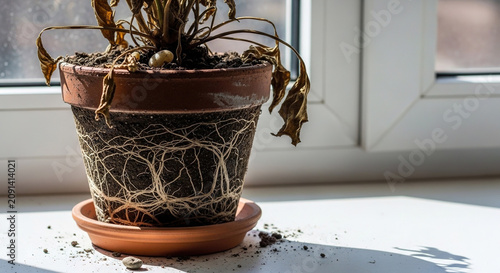 Dying plant in terracotta pot on windowsill