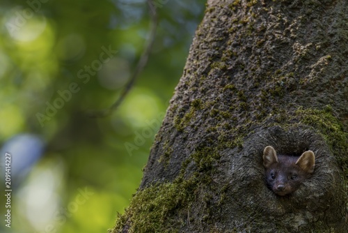 A young pine marten (Martes martes) looks curiously out of a tree hollow, animal children, cute, cute, Germany