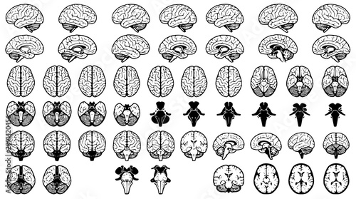 Cuadro en lienzo :
Human Brain Anatomy Vector Set with Medical Outline Brain Illustrations and Ne