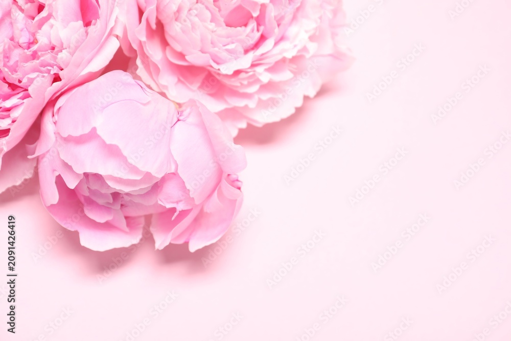 Fototapeta premium Beautiful peony flowers on pink background, closeup. Space for text