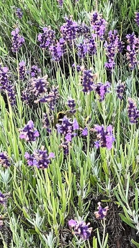 A bumblebee actively pollinates vibrant lavender flowers, surrounded by lush green foliage. The scene captures the essence of nature’s cycle, emphasizing beauty and biodiversity.
