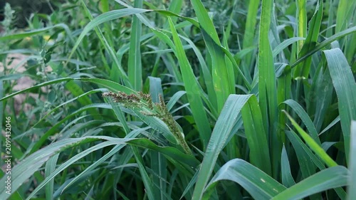 Barnyardgrass Weed Growing on an Overgrown Garden and Agricultural Field, Dense Green Grass Infesting Cultivated Land, Common Annual Weed Affecting Crop Production, Close Up