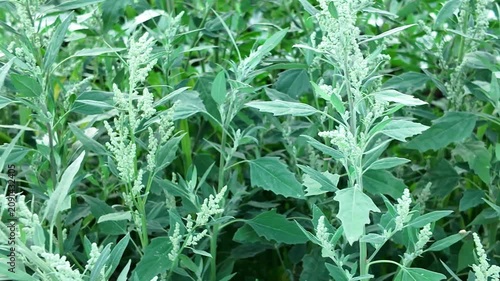 Common Lambsquarters Growing in an Overgrown Garden and Agricultural Field, Invasive Green Weed with Dense Foliage, Wild Plant Colonizing Untended Land, Natural Outdoor Close Up
