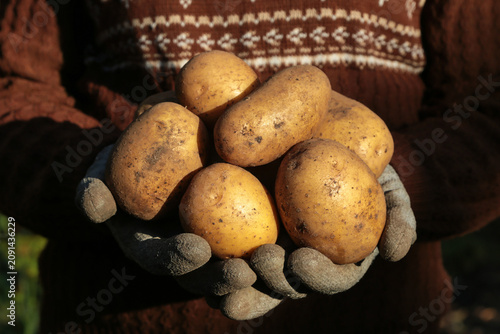 Organic potato harvest. Farmer hands in gloves harvesting freshly harvested yellow dirty potatoes on sun in sunlight close up macro