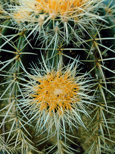 Background of yellow flowers from a spiny cactus. Yellow spine texture of a snake plant. Golden flowering ball texture. Botany and gardening. Desert life.