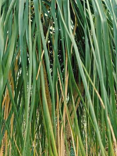 Green leaf background. Elephant's Foot plant texture. Full frame of long, thin, curved green leaves. Botany and gardening.