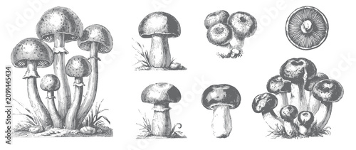 Fotografía Engraved mushroom collection for food, nature, kitchen, and packaging design