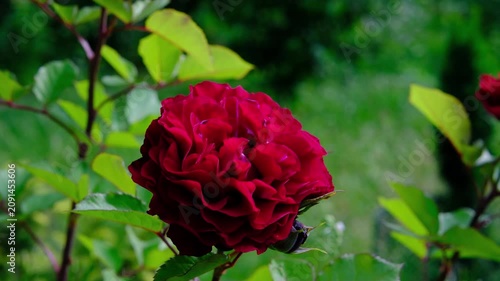 Blooming red rose in summer flower garden with velvety petals rich green leaves and natural sunlight creating elegant floral beauty outdoors