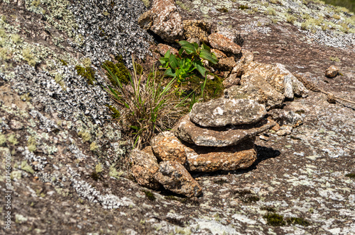 Small stone cairn and alpine vegetation growing on granite surface from Pedra Redonda summit in Monte Verde highlands under a summer morning sunny day. Monte Verde, Camanducaia, Minas Gerais - Brazil