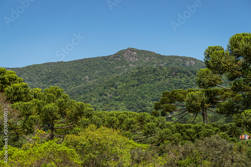 Scenic mountain ridge with araucaria forest and native greenery beneath clear blue skies in rural highlands during bright summer afternoon blue sky in Monte Verde, Camanducaia, Minas Gerais - Brazil