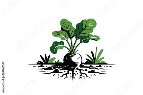 Green turnip or beet root plant growing healthily inside organic soil dirt layer illustration, garden agriculture concept