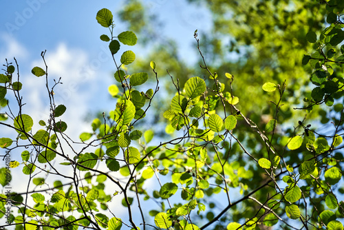 Birch tree branches and leaves against a blue sky
