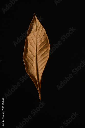 Solitary dried autumn leaf black background.
