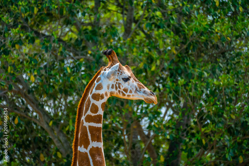 Bild auf Leinwand Specific facial portrait of the tall giraffe showing its long neck and head with brown spots against the green tree foliage