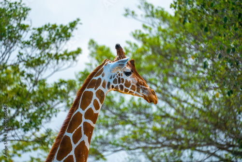 Quadro su tela Specific side portrait of the tall giraffe displaying its long neck and head with brown spots against the green tree foliage
