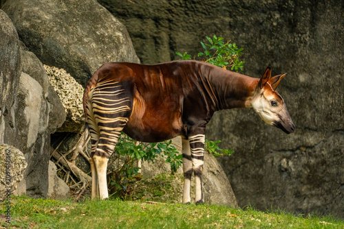 Quadro su tela African okapi with a brown coat and white stripes on the legs stands firmly on the grass directly against the heavy rocks