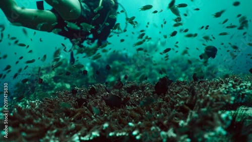 Photos Diver gliding over a coral reef rich with tropical fish