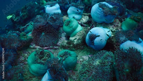 Obraz na plátne Anemonefish sheltering in a swaying garden of sea anemones