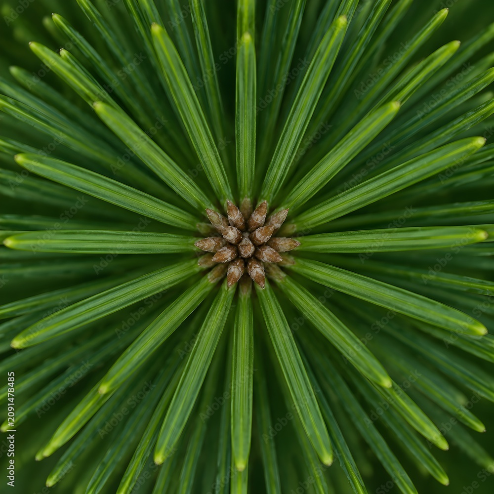 Fototapeta premium Symmetrical cluster of green pine needles viewed from the tip down forming a geometric star