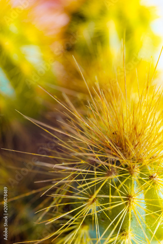 Cuadro en lienzo Espinas de cactus doradas macro primer plano con detalle retroiluminado