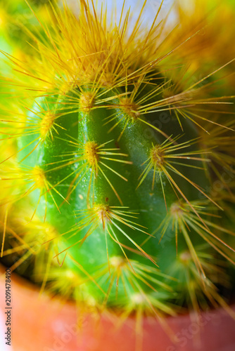 Fotografía Espinas de cactus doradas macro primer plano con detalle retroiluminado