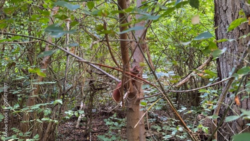 Foto Pretty small sciurus sitting at tree gnawing nut at summer forest