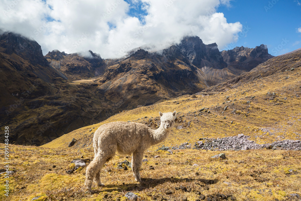 Fototapeta premium Alpaca