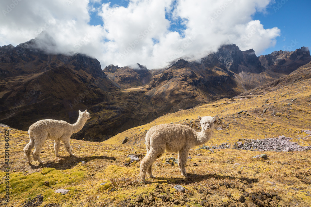 Fototapeta premium Alpaca